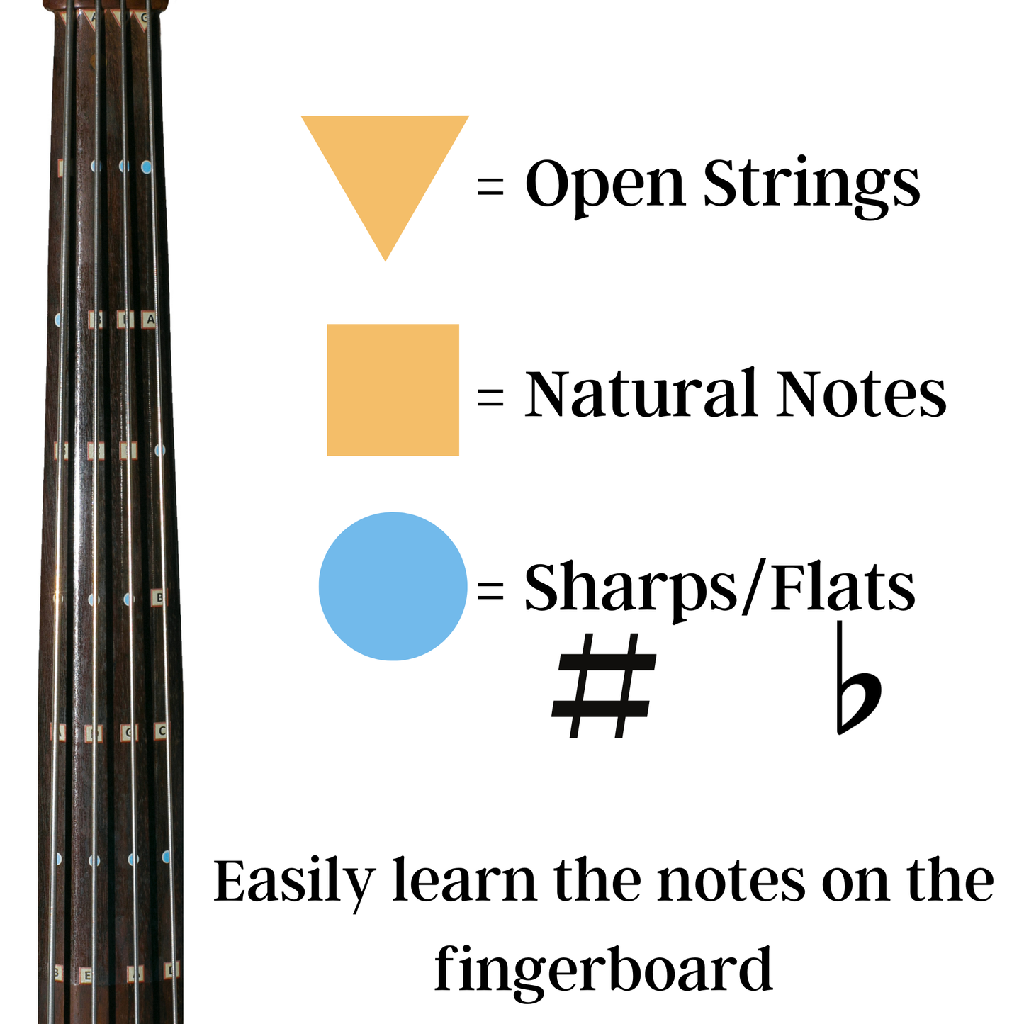 Upright Bass All Notes Guide